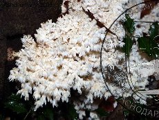 Ежовик коралловый 003